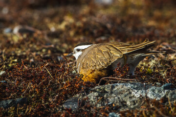 Mornellregenpfeifer (Charadrius morinellus)