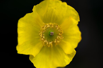 Bright yellow field poppy, close up