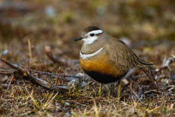 Mornellregenpfeifer (Charadrius morinellus)