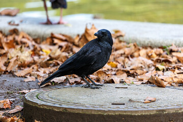 Crow walking in park near to the water