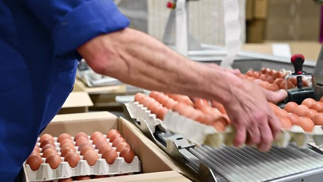 Worker packing eggs in a production line. High quality 4k footage