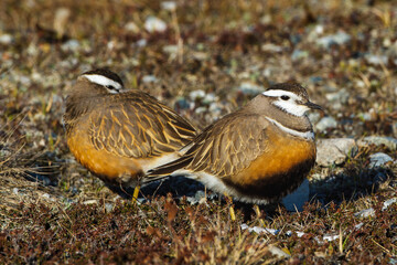Mornellregenpfeifer (Charadrius morinellus)