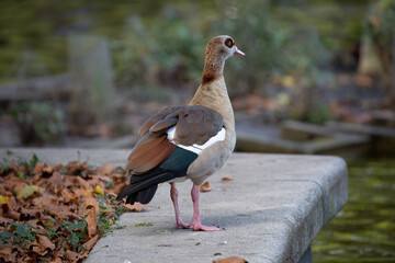 Egyptian goose walking near to the water
