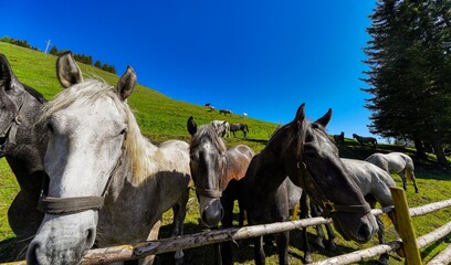 Lipizzan Horses at teh pasture