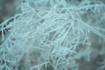 Close-up of frozen iced grass and thin plant branches on snow
