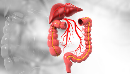 Human digestive system on isolated background. 3d illustration.