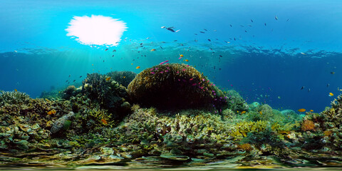 Underwater Scene Coral Reef. Coral Reefs Seascape. Underwater sea fish. Tropical fish reef marine. Philippines. Virtual Reality 360.