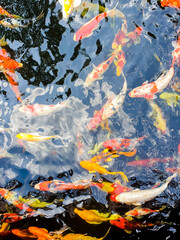Colorful Carp fish swimming in the pond, Japanese Koi Carp.