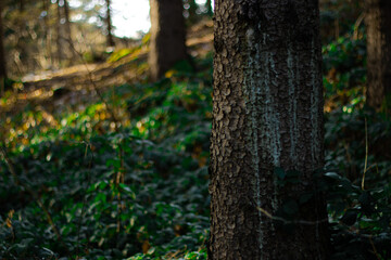 Naklejka premium tree in the forest in winter