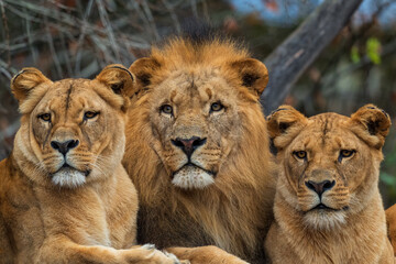 Obraz na płótnie Canvas Katanga Lion - Panthera leo bleyenberghi, iconic animal from African savannas, Kalahari, Botswana.