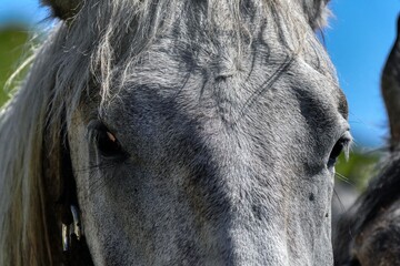 Close up of Lipizzan Horse