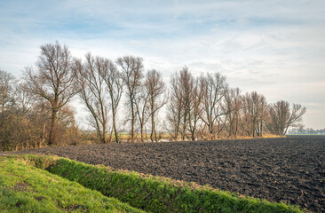 Fototapeta premium Row tall and bare trees on the edge of a freshly plowed field. In the foreground is a ditch for the drainage. The slope is covered with grass. The photo was taken in the beginning of the winter season