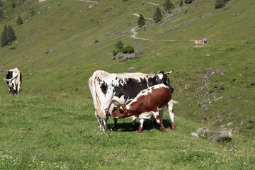 Fototapeta premium mucche nei pascoli delle dolomiti