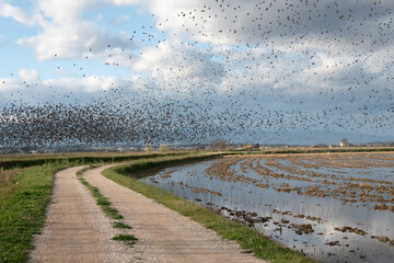 Paisaje con cielo de tormenta con los pájaros volando en camino de tierra en el Delta del Ebro,...