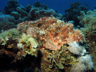 Naklejka na ściany i meble A Smallscale scorpionfish Scorpaenopsis oxycephala blending in on the reef