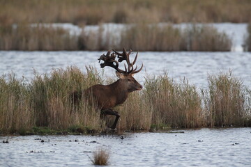 Red Deer (Cervus elaphus)  Western Pomerania Lagoon Area National Park Germany