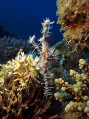 Fototapeta na wymiar Ornate ghost pipefish Solenostomus paradoxus in the Red Sea