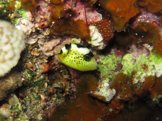 Juvenile Blue triggerfish Pseudobalistes fuscus