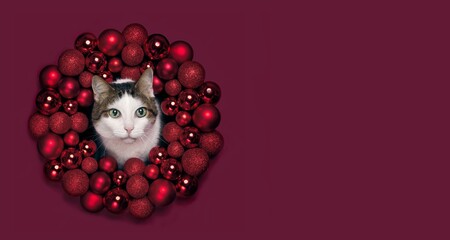 Cute tabby cat peeking through a red Christmas wreath. Panoramic image with copy space.