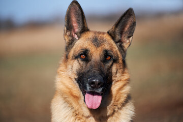 Charming adult thoroughbred dog with protruding ears and pink tongue sits and smiles. Portrait of German shepherd black and red color close-up.