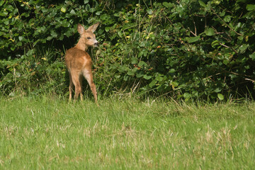 A young roe deer stands on a meadow, calls its mother.    