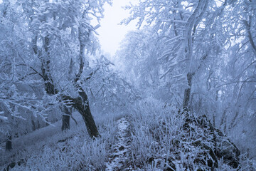 Foggy winter weather in the frozen forest. Frost and fog make a mysterious atmosphere.