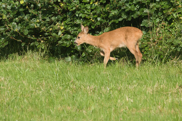 A young roe deer stands on a meadow, calls its mother.    