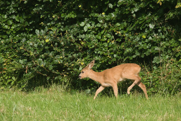 A young roe deer stands on a meadow, calls its mother.    