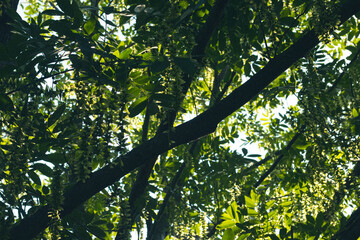 Fototapeta premium leaves and rays