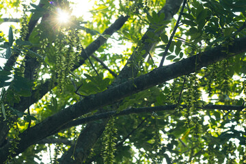 sun shining through the trees
