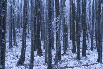 Fototapeta premium Foggy winter weather in the frozen forest. Frost and fog make a mysterious atmosphere.
