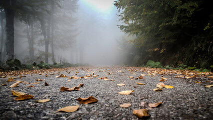 Autumn scene with road covered in leaves in a forest