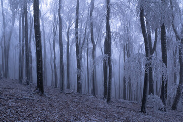Foggy winter weather in the frozen forest. Frost and fog make a mysterious atmosphere.