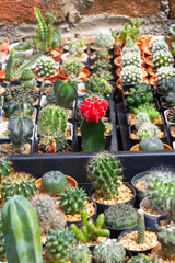 many kinds of cactus in vase