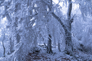 Foggy winter weather in the frozen forest. Frost and fog make a mysterious atmosphere.