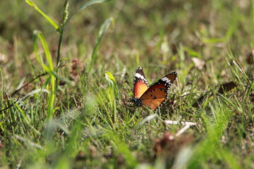 Close up Orange Butterfly on grass field