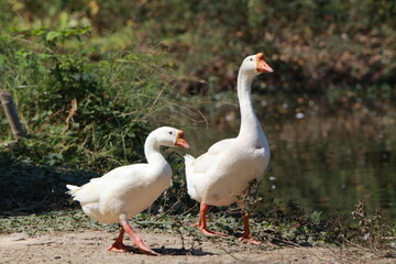 Obraz premium Close up 2 big white gooses floating in the pond