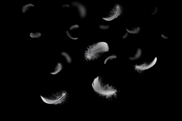Fototapeta na wymiar Light and soft fluffy a white feathers falling down in the dark. black background. abstract, feather freedom.