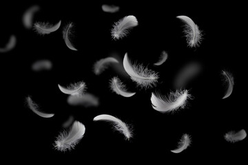 Group of light soft fluffy a white feathers flolating in the dark. black ground. abstract, feather...