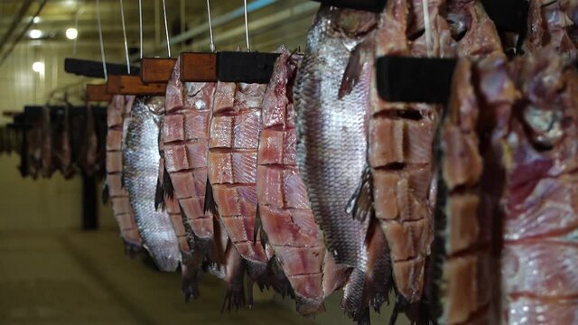 Fish Factory. Juicy Fish Fillet Ide is Dried in the Manufactory. Preparation for Smoking
