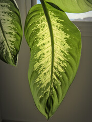 Close up of green and yellow leaves of an indoor plant. Light effect on the green leaves by a sunny day