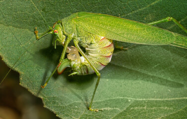 Phaneroptera falcata, the sickle-bearing bush-cricket, female. Place for text.