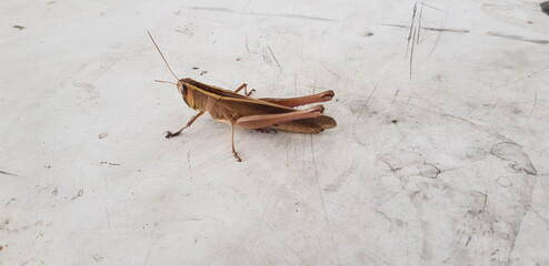 Grasshoppers are standing on the floor.