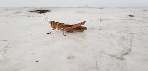 Grasshoppers are standing on the floor.