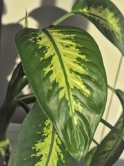 Close up of green and yellow leaves of an indoor plant. Light effect on the green leaf by a sunny day