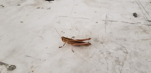 Grasshoppers are standing on the floor.
