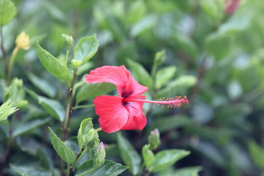 a Hibiscus flower with nature back ground