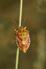 The shield bug Carpocoris purpureipennis macro. Place for text.
