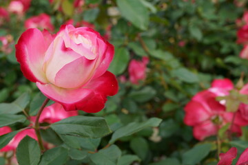 Close-up of a beautifully blooming rose named 