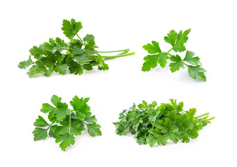 fresh parsley on white background